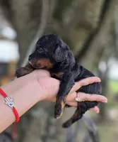 Blaze, a male Poodle - Toy  for sale in Goldsboro, NC – 3 of 3