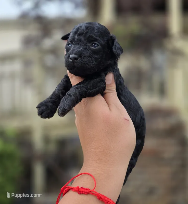 Darla  – Poodle - Toy  puppy for sale in Goldsboro, NC