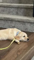 Daisy , a female Golden Retriever for sale in Rancho Cucamonga, CA – Photo 5 of 8