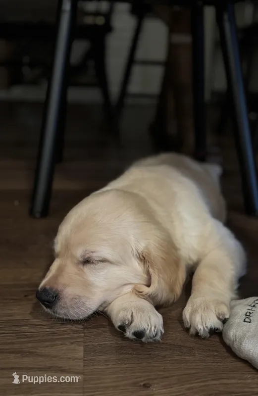 Daisy  – Golden Retriever puppy for sale in Rancho Cucamonga, CA