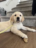 Daisy , a female Golden Retriever for sale in Rancho Cucamonga, CA – Photo 7 of 8
