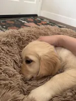 Daisy , a female Golden Retriever for sale in Rancho Cucamonga, CA – Photo 6 of 8