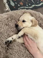 Daisy , a female Golden Retriever for sale in Rancho Cucamonga, CA – Photo 8 of 8