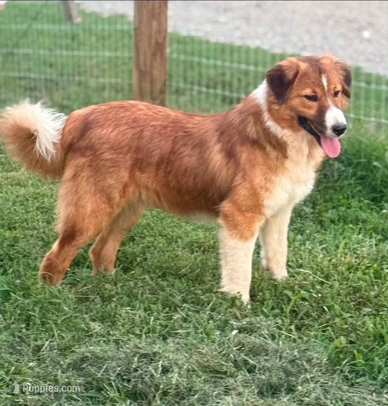 Ruffles  – Collie, Miniature Australian Shepherd puppy for sale in Culpeper, VA
