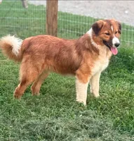 Ruffles , a male Collie and Miniature Australian Shepherd for sale in Culpeper, VA – 1 of 1