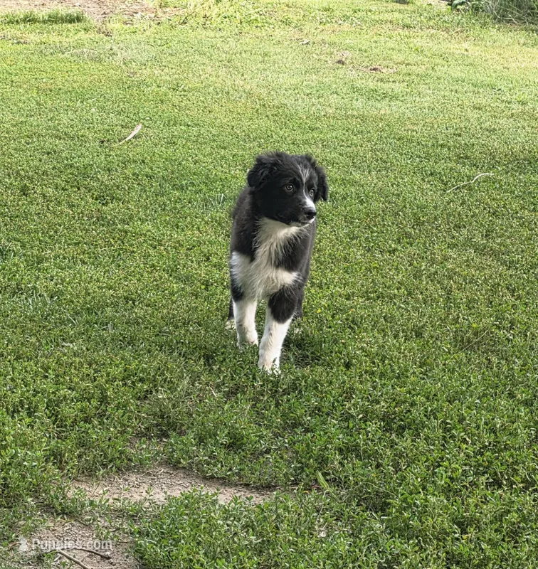 Bear – Australian Shepherd puppy for sale in Culpeper, VA