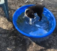 Lilly, a female Australian Shepherd for sale in Culpeper, VA – 3 of 3