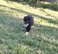Lilly, a female Australian Shepherd for sale in Culpeper, VA – 2 of 2
