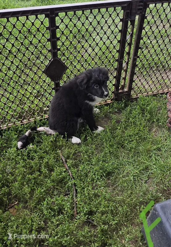 May May – Australian Shepherd puppy for sale in Culpeper, VA