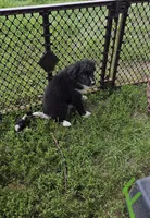 May May, a female Australian Shepherd for sale in Culpeper, VA – 1 of 2