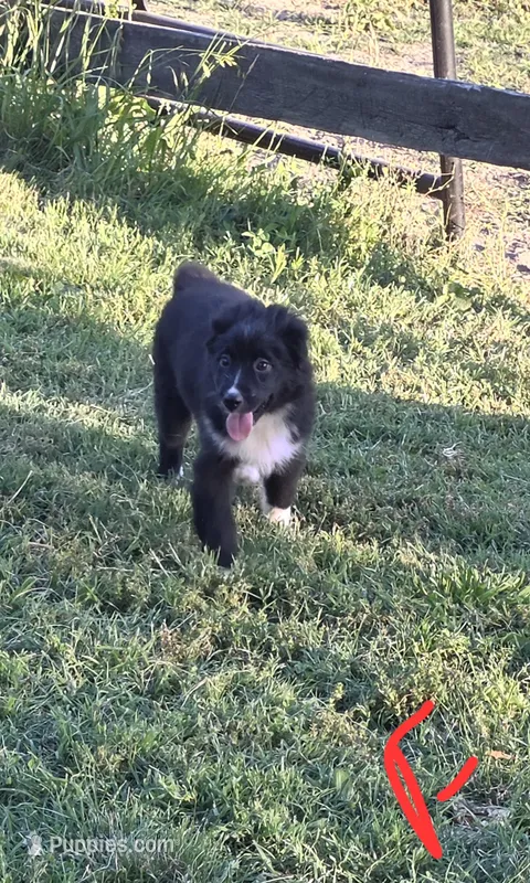 Lilly – Australian Shepherd puppy for sale in Culpeper, VA