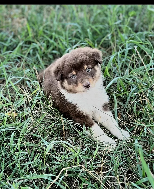 Emmy Lou – Miniature Australian Shepherd puppy for sale in Culpeper, VA