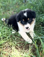 Della Mae, a female Miniature Australian Shepherd for sale in Culpeper, VA – 1 of 1