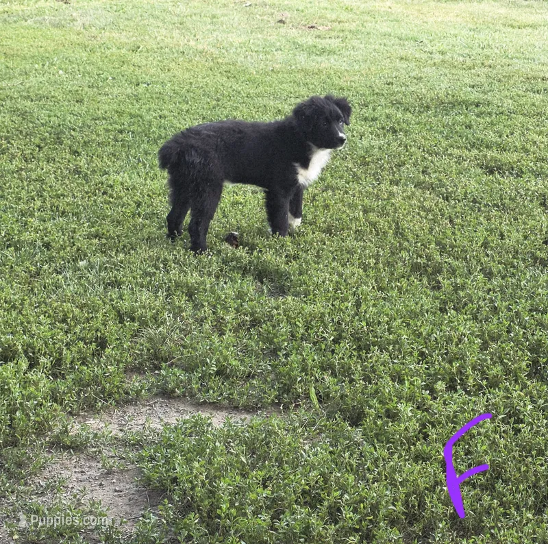 May May – Australian Shepherd puppy for sale in Culpeper, VA