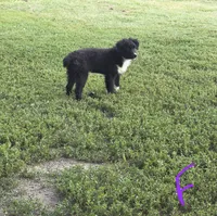 May May, a female Miniature Australian Shepherd for sale in Culpeper, VA – 3 of 4