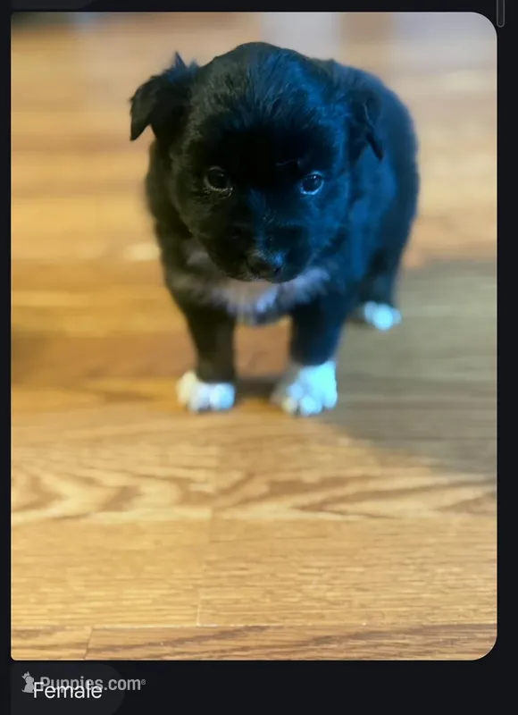 Waffles  – Toy Australian Shepherd puppy for sale in Culpeper, VA