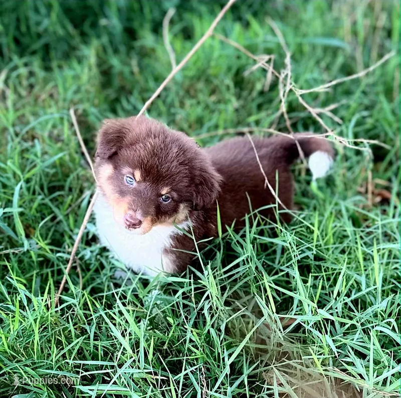 Stella  – Miniature Australian Shepherd puppy for sale in Culpeper, VA
