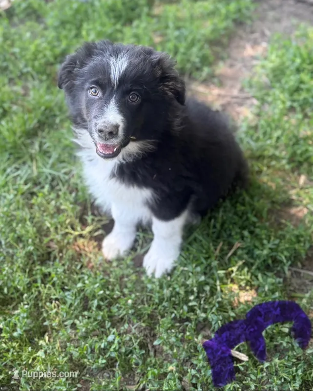 Bear – Australian Shepherd puppy for sale in Culpeper, VA