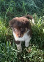 Emmy Lou, a female Miniature Australian Shepherd for sale in Culpeper, VA – 2 of 2