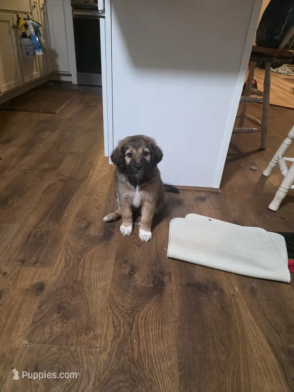 Sage – Aussiedoodle puppy for sale in Culpeper, VA