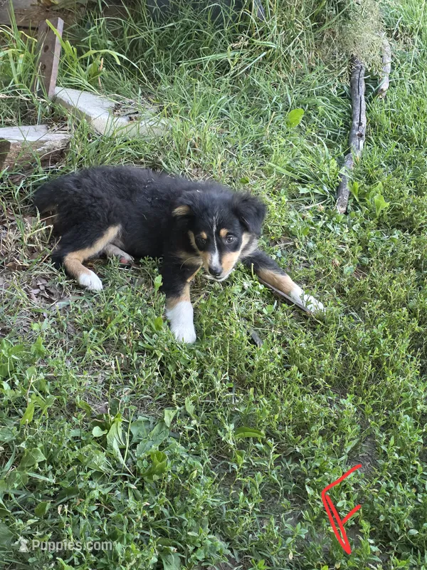 Sarah  – Australian Shepherd puppy for sale in Culpeper, VA