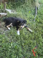 Sarah , a female Australian Shepherd for sale in Culpeper, VA – 1 of 1