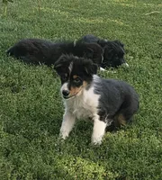Ace, a male Miniature Australian Shepherd for sale in Culpeper, VA – 1 of 1
