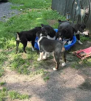 Zippy, a male Australian Shepherd for sale in Culpeper, VA – 2 of 3