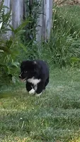 May May, a female Australian Shepherd for sale in Culpeper, VA – 1 of 2