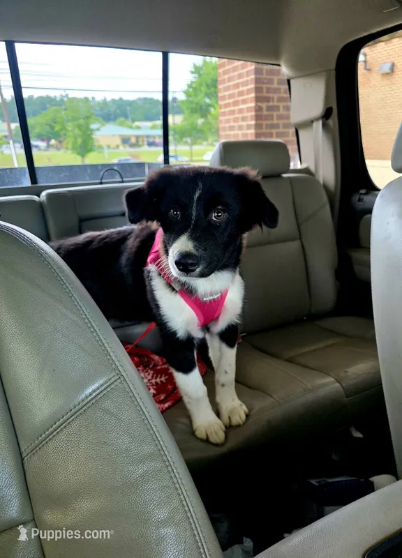 Lilly – Miniature Australian Shepherd puppy for sale in Culpeper, VA