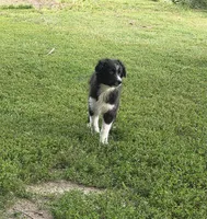 Zippy, a male Australian Shepherd for sale in Culpeper, VA – 3 of 3
