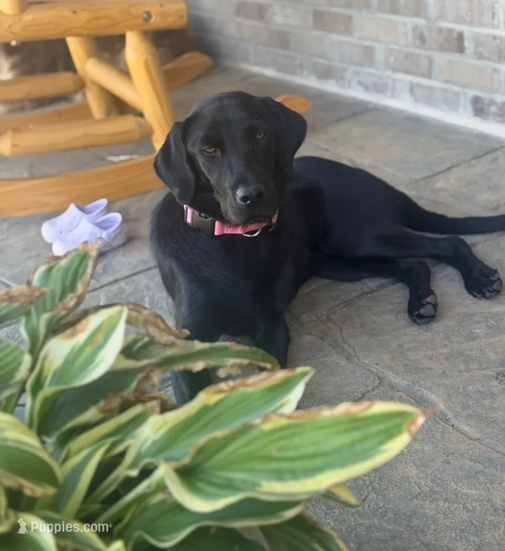 Lucy Mae – Labrador Retriever puppy for sale in Culpeper, VA