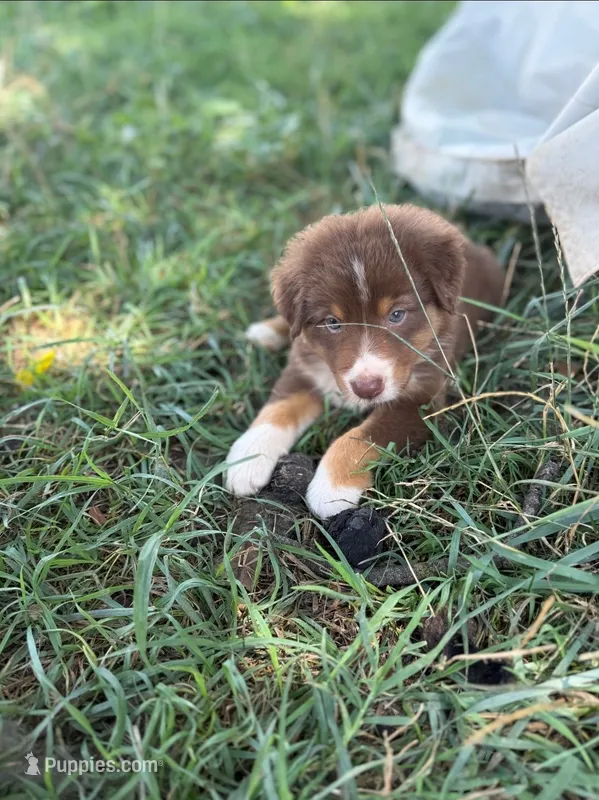 Duncan – Miniature Australian Shepherd puppy for sale in Culpeper, VA