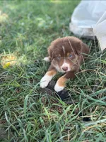 Duncan, a male Miniature Australian Shepherd for sale in Culpeper, VA – 1 of 1