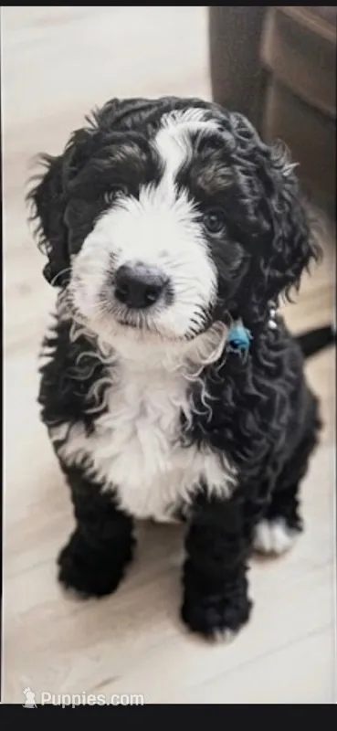 Joven – Aussiedoodle puppy for sale in Culpeper, VA