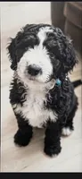 Joven, a male Aussiedoodle for sale in Culpeper, VA – 1 of 1