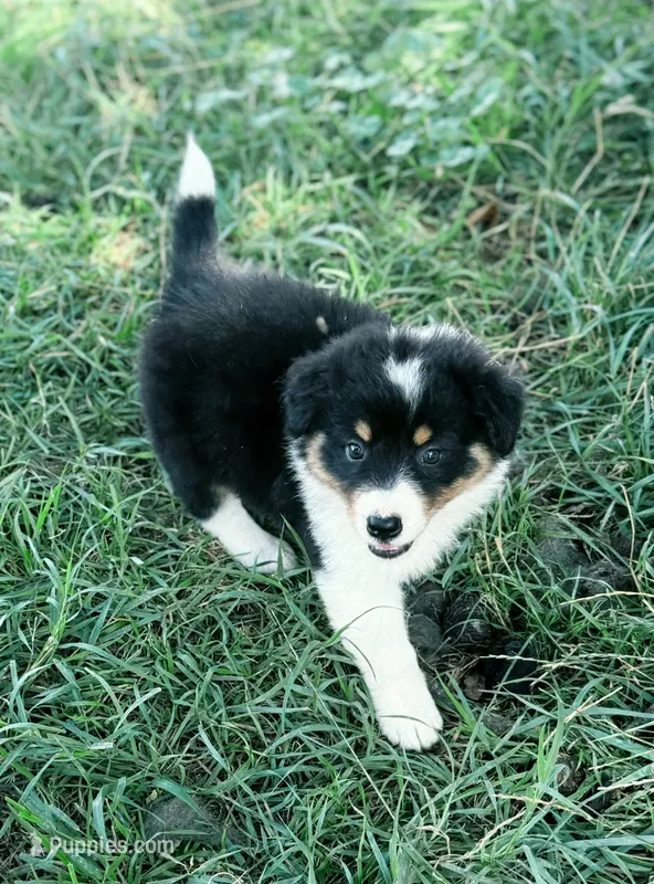 Della Mae – Miniature Australian Shepherd puppy for sale in Culpeper, VA
