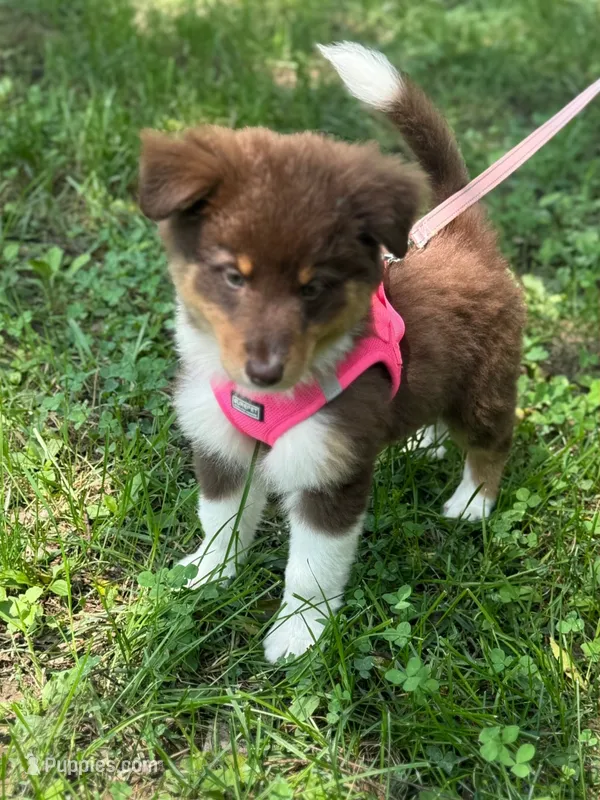 Stella  – Miniature Australian Shepherd puppy for sale in Culpeper, VA