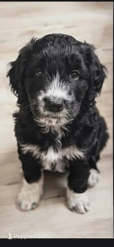 Whiskey  – Aussiedoodle puppy for sale in Culpeper, VA