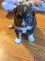 Toby, a male Toy Australian Shepherd for sale in Culpeper, VA – Photo 2 of 2