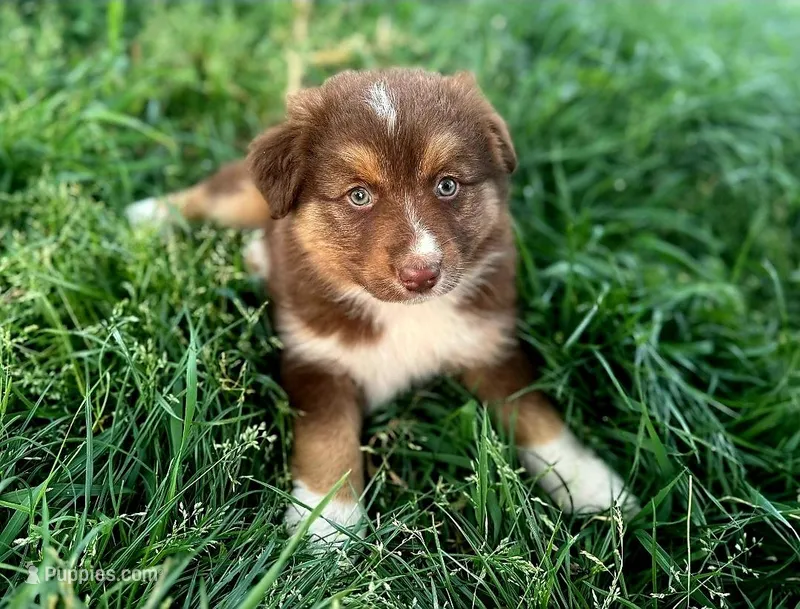 Toby – Toy Australian Shepherd puppy for sale in Culpeper, VA