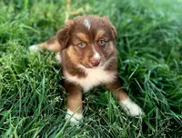 Toby, a male Toy Australian Shepherd for sale in Culpeper, VA – Photo 1 of 2