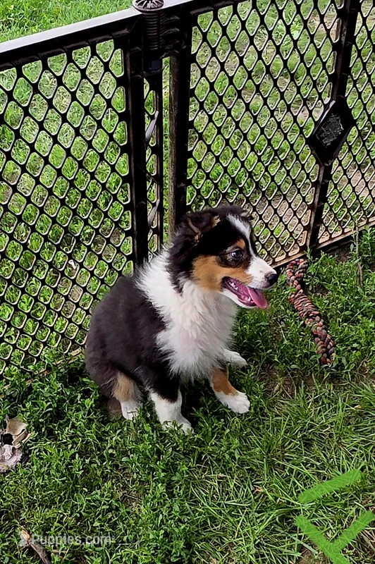 Sandy – Australian Shepherd puppy for sale in Culpeper, VA