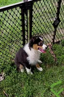 Sandy, a female Australian Shepherd for sale in Culpeper, VA – 1 of 1
