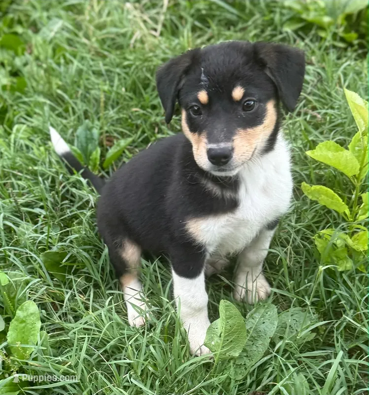 Daisy  – Australian Cattle Dog, Border Collie puppy for sale in Culpeper, VA