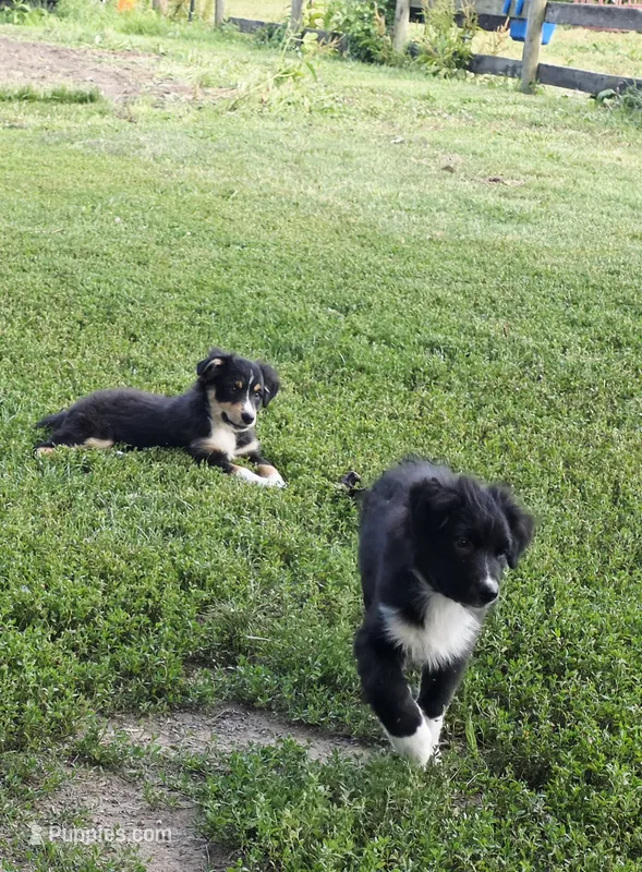 Lilly – Australian Shepherd puppy for sale in Culpeper, VA