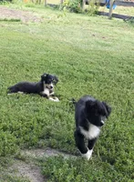 Lilly, a female Miniature Australian Shepherd for sale in Culpeper, VA – 2 of 4