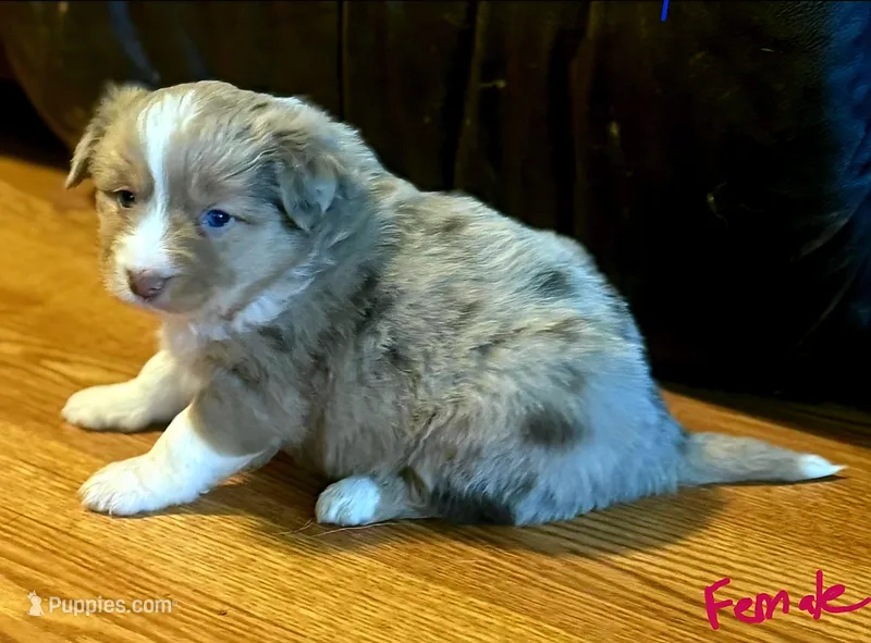 Buttercup , a female Toy Australian Shepherd for sale in Culpeper, VA – Photo 1 of 1