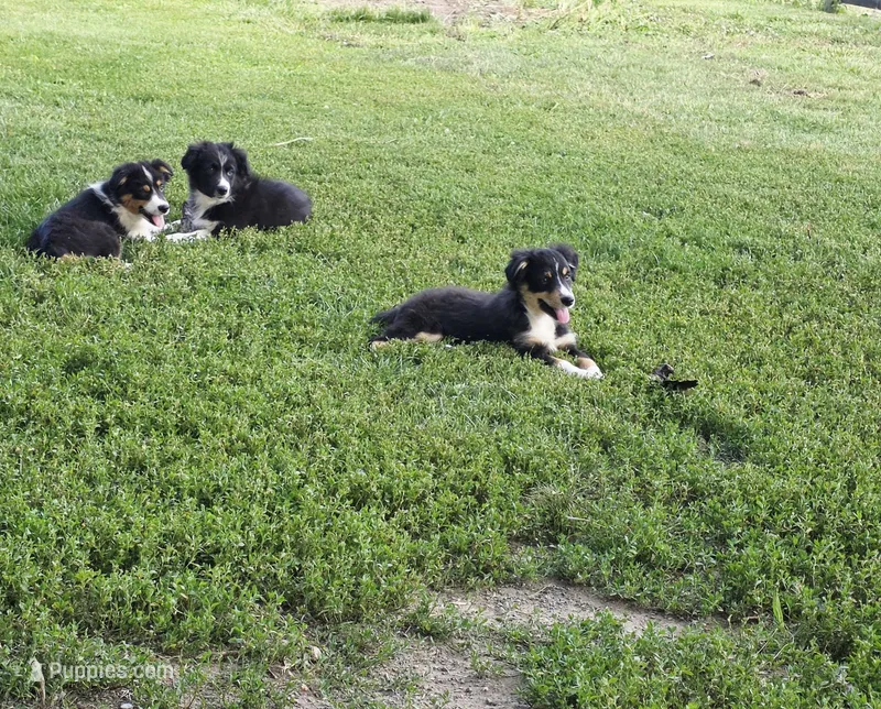 Sarah – Australian Shepherd puppy for sale in Culpeper, VA