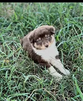 Stella , a female Miniature Australian Shepherd for sale in Culpeper, VA – 2 of 2